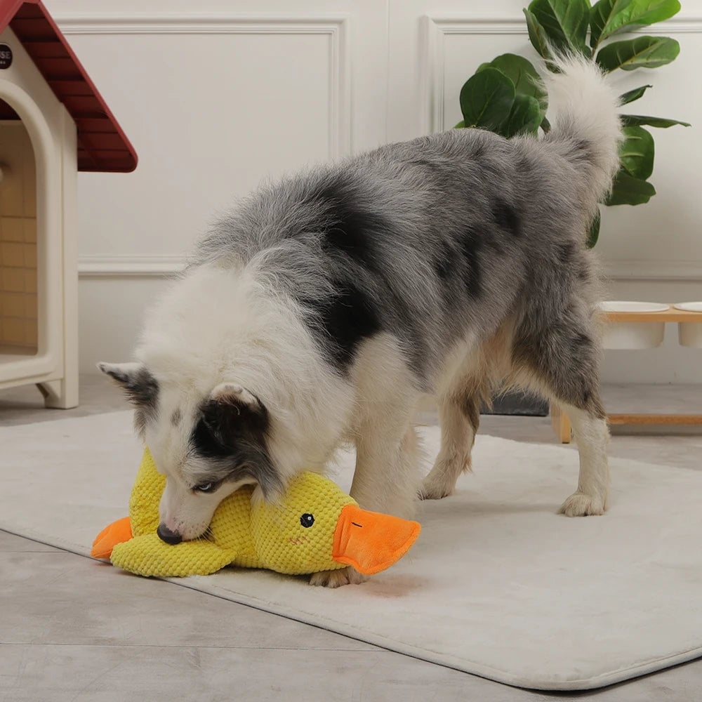 🦆Quak-Quak Spaß für Hunde! 🐾