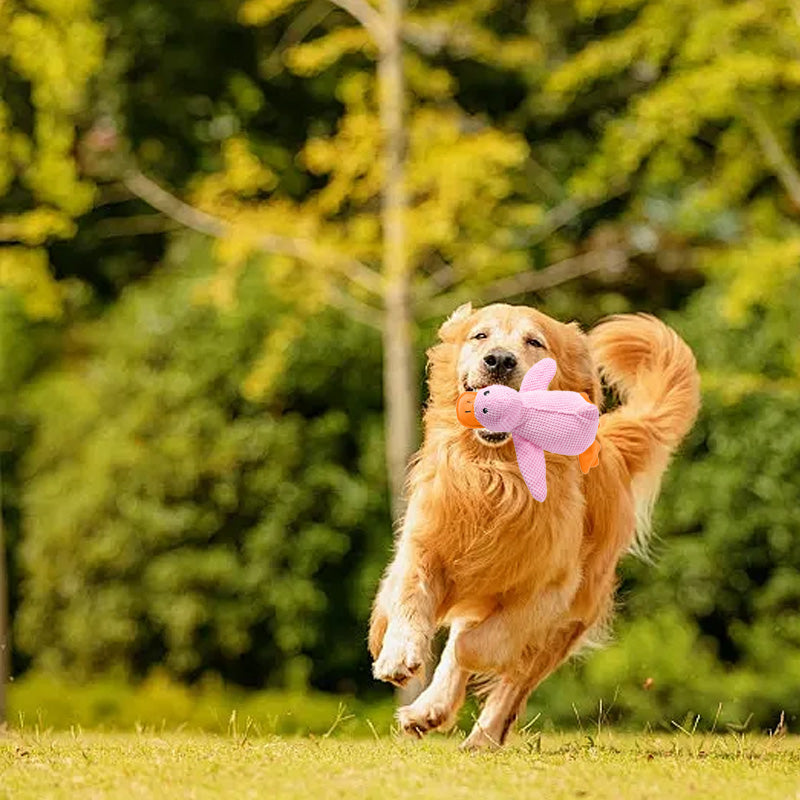 🦆Quak-Quak Spaß für Hunde! 🐾